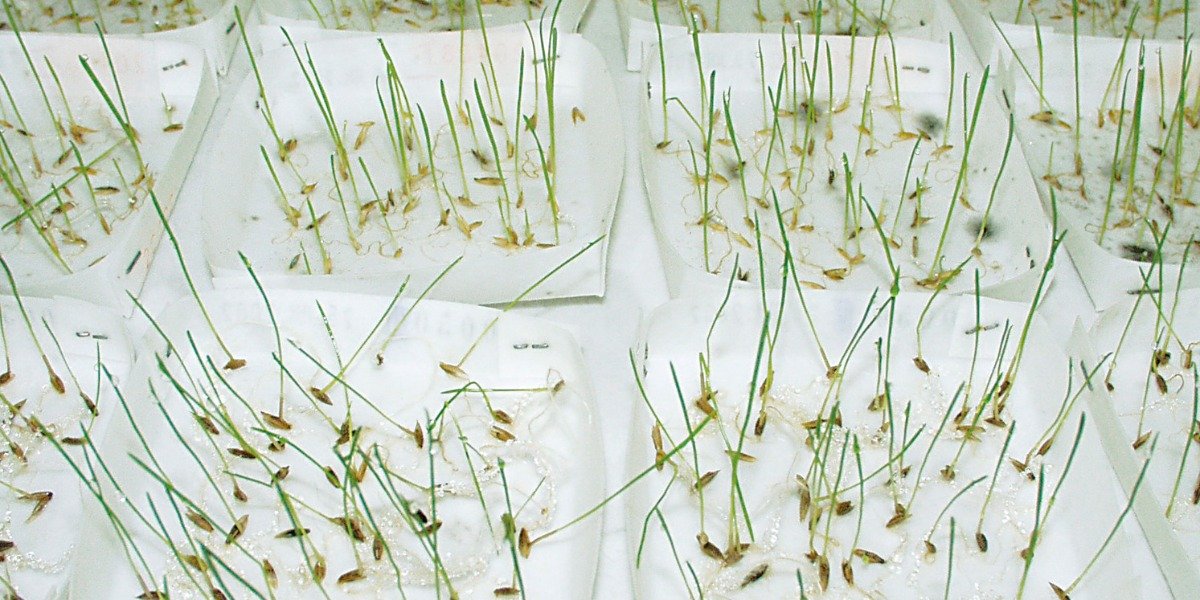 Heavyweight vs Lightweight Germination Papers