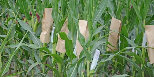 Innovative Pollination Bags by Laxmi Industries