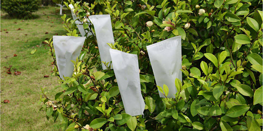 Pollination Bags Enhancing Crop Quality