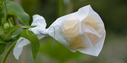Pollination Control Bags vs Traditional Pollination Methods