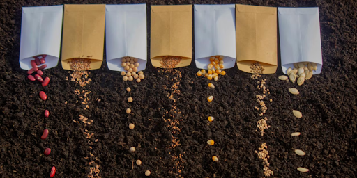 Pollination Paper Bags Improving Crop Yield