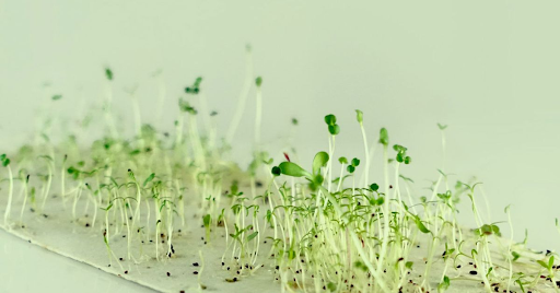 Seed Germination Paper