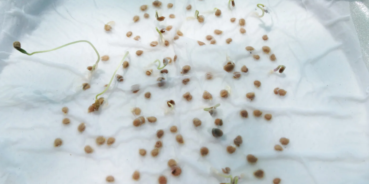 Seed Germination Testing Paper in Agricultural Research
