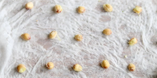 Seed Testing Paper by Laxmi Industries preferred by Agro Scientists