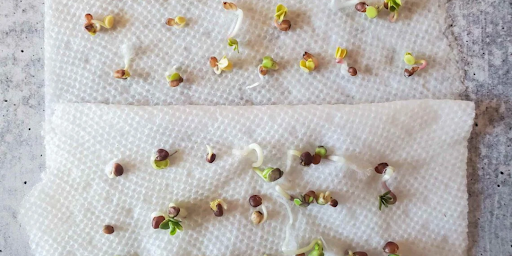 Top Uses of Towel Seed Germination Paper