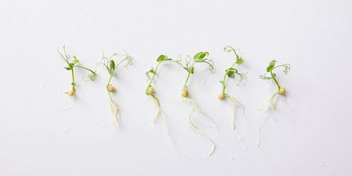 From Seed to Seedling Germination Paper