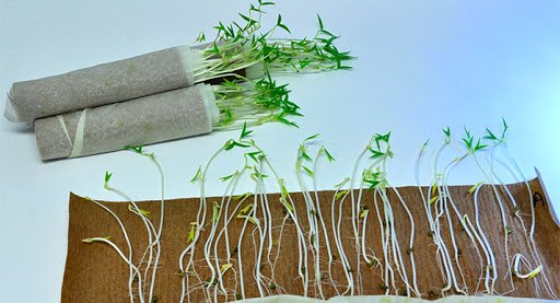 Seed Germination Paper