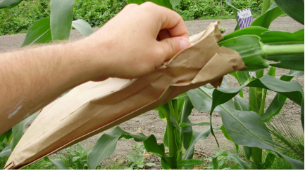Pollination bags