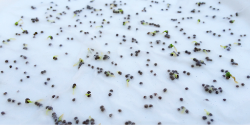 The Science Behind Seed Germination