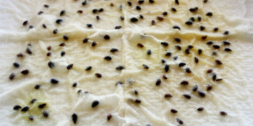 Eco-Friendly Seed Germination Paper