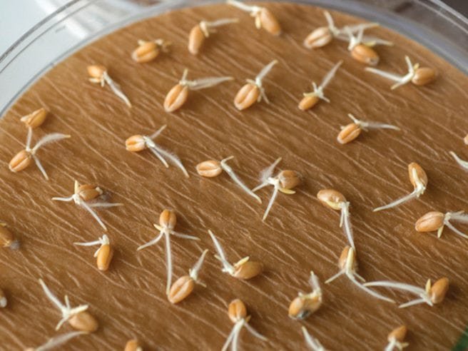 Brown Germination Paper