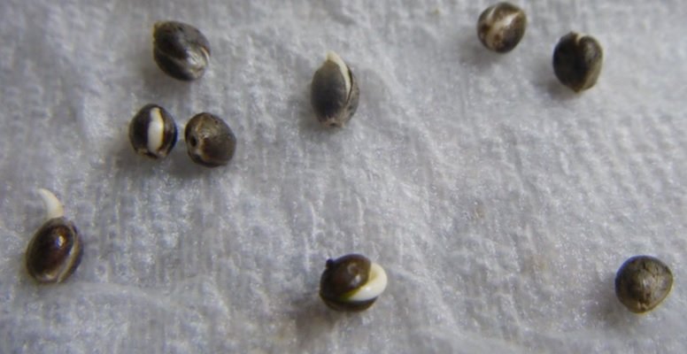 White Germination Paper