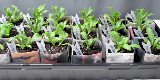 Creating the Perfect Seedling Environment Using Tassel Bags